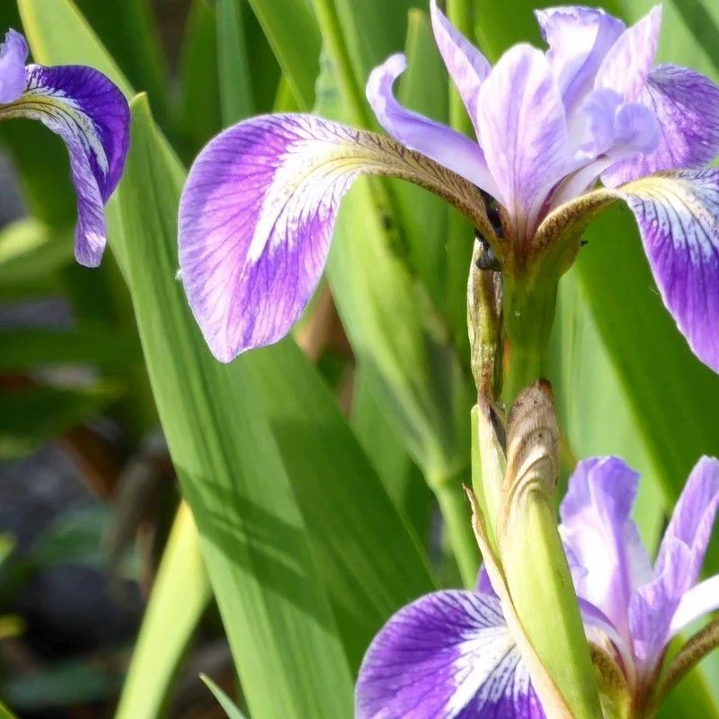 - Deodorizing cat litter tofu litterAnglo Aquatics Iris Versicolor 1 Litre